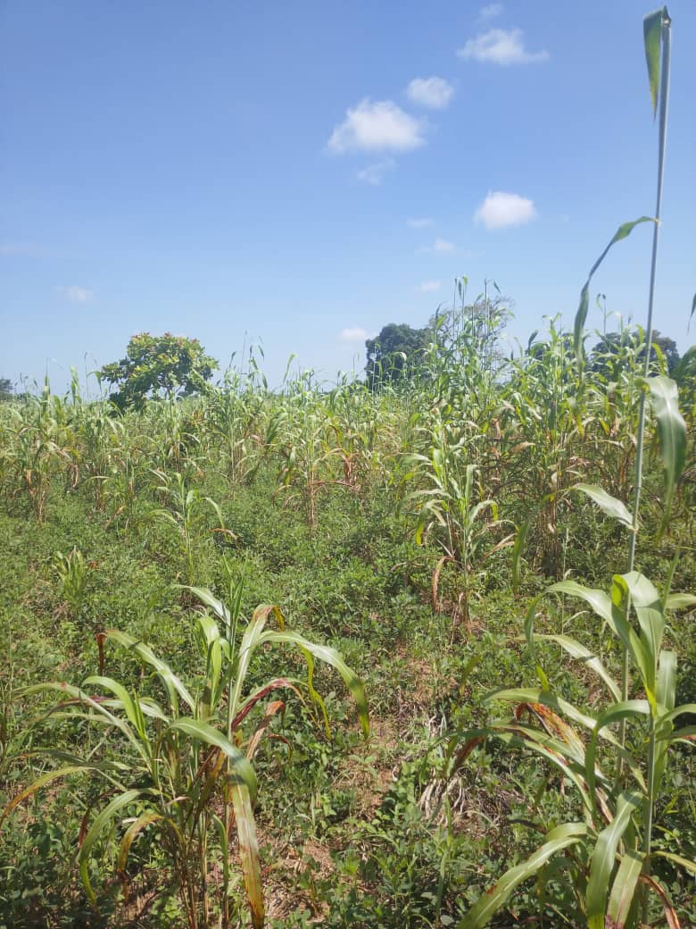 2 lot de 600m² en vente à Lenivogo